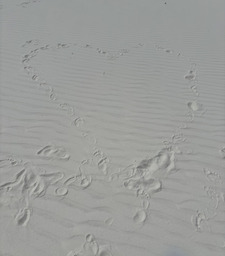 Palak