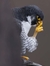 Satni