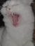 Merna M...