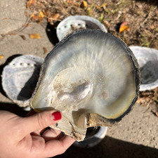 izzy
