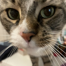 Maya