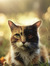 Kitty