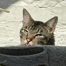 Bert