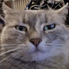 Cate