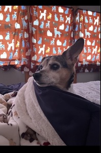 Mo