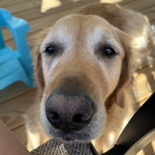 Mollie