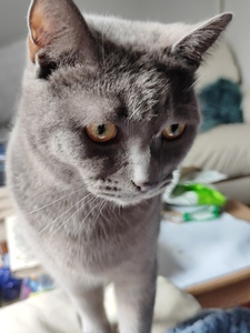 Julie