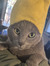 Matt C
