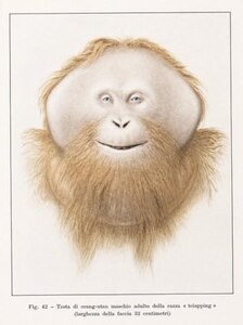 Herbert P