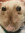 BillyRat
