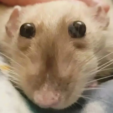 BillyRat