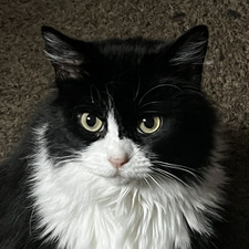 Amanda