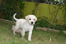 Raghav Monga