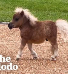 Verytinyhorse