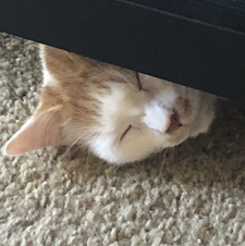 Daniel