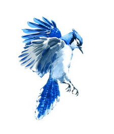 Jay