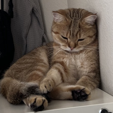 sie sie