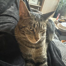 Lyla