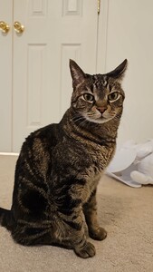 Libby