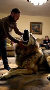 DirewolfTrainer