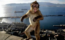 Shena