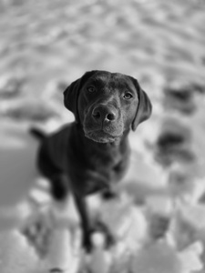 Julie