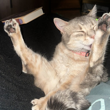 Spencer (reading) 