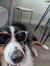 Lila