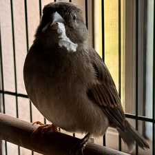 Harold