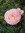 Rosy