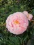 Rosy