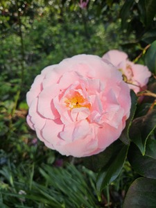 Rosy