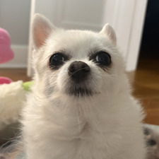 lily