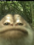 Roos
