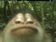 Roos