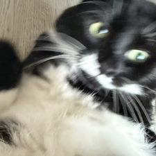 Darcey