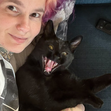 Housecat