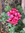 Rosemarie | 1082 comments