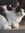 William