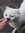 Tildine