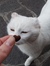 Tildine