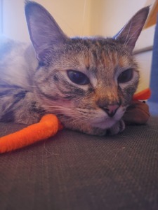 Ella 