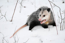Eldritch Possum