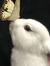 charlie