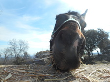 Claudia