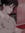 Shira