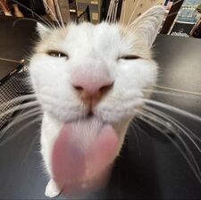 Sam