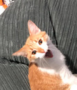 Mel