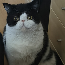 Mimi