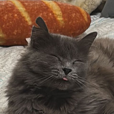 Ivan